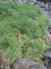 Crithmum maritimum image