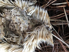 Atelerix albiventris