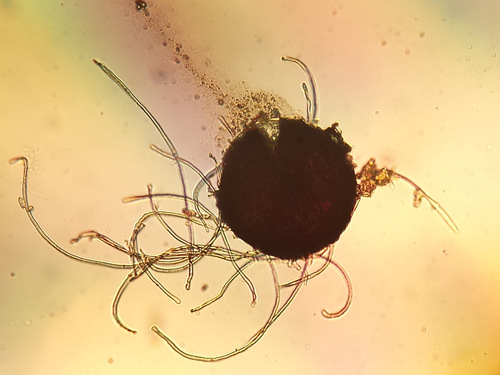 Blumeria graminis