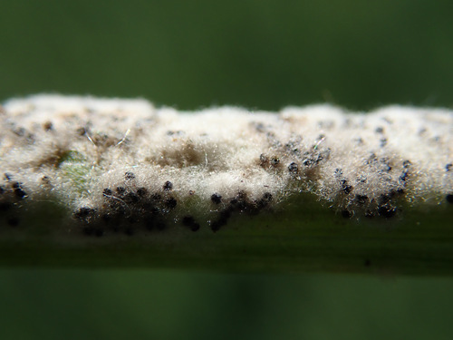 Blumeria graminis