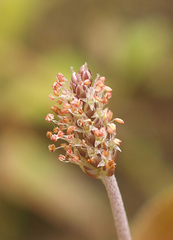 Plantago raoulii