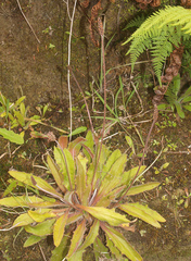 Plantago raoulii