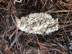 Atelerix albiventris