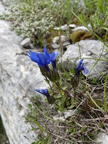 spring gentian