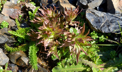 Castilleja chambersii