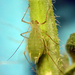 Pea Aphid - Photo (c) Andrew Jensen, some rights reserved (CC BY-NC-SA)