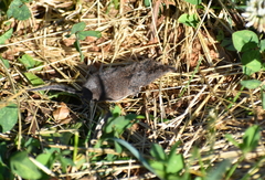 Sorex cinereus