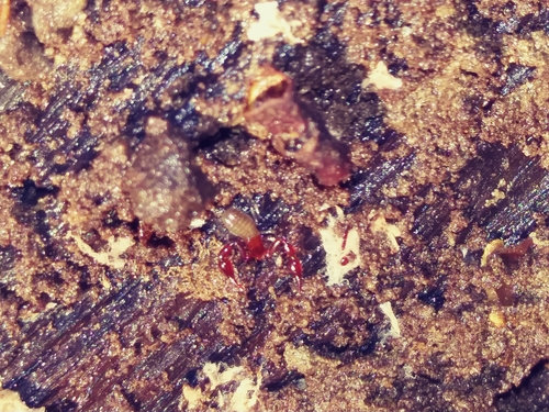 Neobisiidae
