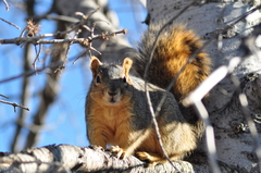 Sciurus niger