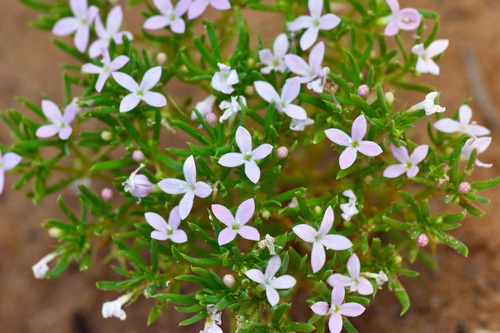 Image of Houstonia humifusa by (c) Michelle W. （鍾偉瑋）, some rights reserved (CC BY)
