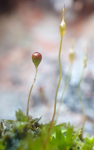 Image of Entosthodon obtusus by no rights reserved