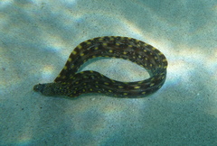 Muraena lentiginosa