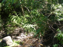 Salix canariensis image