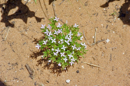 Image of Houstonia humifusa by (c) Michelle W. （鍾偉瑋）, some rights reserved (CC BY)