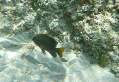 Stegastes flavilatus