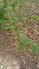 Malvaviscus arboreus drummondii