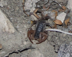 Smeringurus vachoni