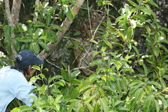 Hydnophytum radicans