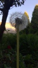 Taraxacum officinale