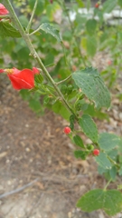 Malvaviscus arboreus drummondii