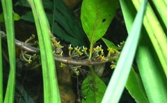 Hydnophytum radicans