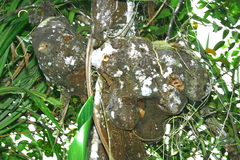 Hydnophytum radicans