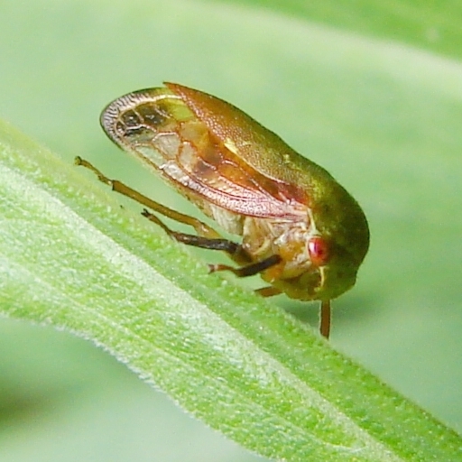 Ophiderma flavum