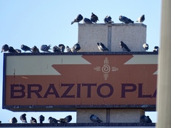 Columba livia domestica