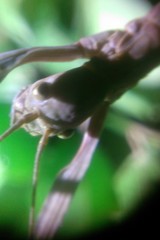 Nesiophasma