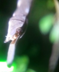 Nesiophasma