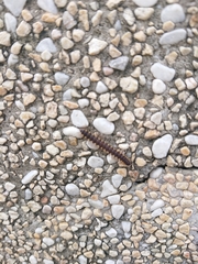 Chondromorpha xanthotricha