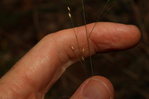 Image of Panicum simile by (c) Greg Tasney, some rights reserved (CC BY-SA)