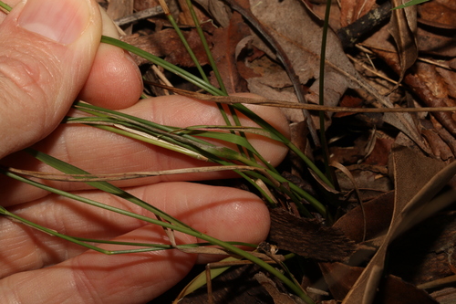 Image of Panicum simile by (c) Greg Tasney, some rights reserved (CC BY-SA)