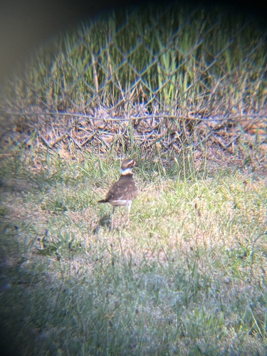 Killdeer photographed in Rhode Island