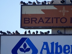 Columba livia domestica