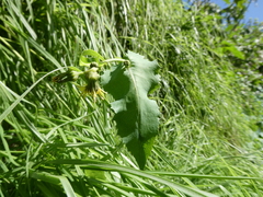 Sonchus oleraceus image