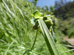 Sonchus oleraceus image