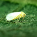 Whiteflies - Photo (c) U.S. Department of Agriculture, some rights reserved (CC BY)