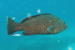 Epinephelus bilobatus