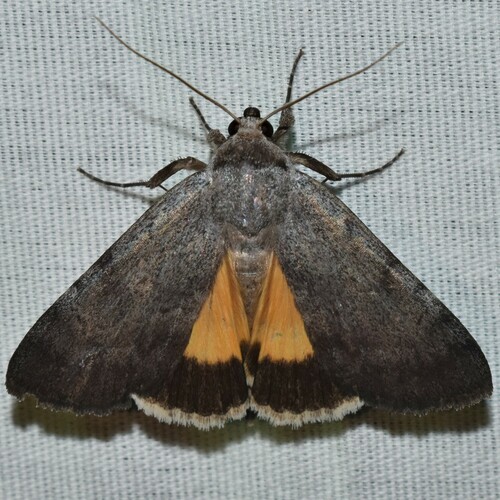 Messalina Underwing photo 4