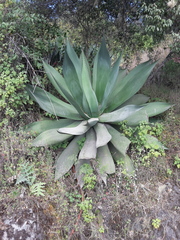 Agave atrovirens