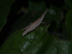 Atractomorpha sinensis