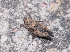 Hyboella