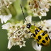 Western Spotted Cucumber Beetle - Photo (c) cotinis, some rights reserved (CC BY-NC-SA)