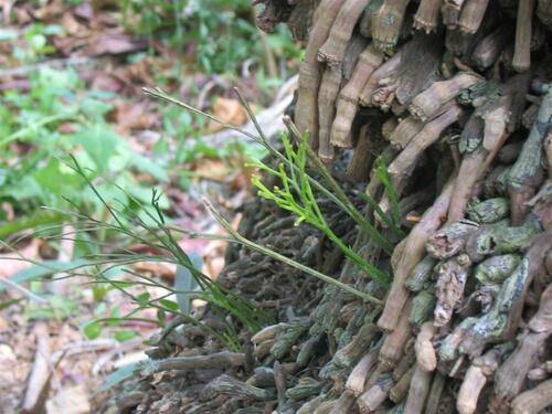 skeleton fork fern