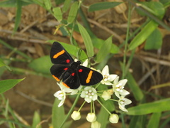 Melanis electron