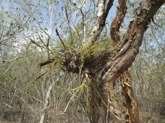 Tillandsia eistetteri