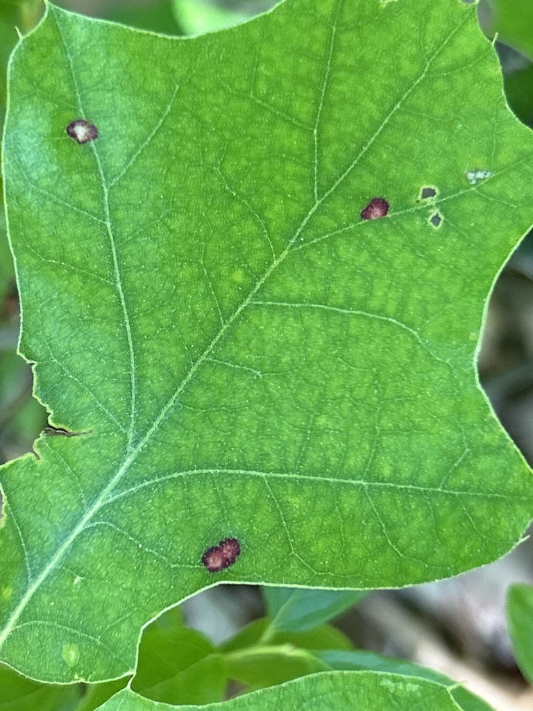 Oak Leaf Gall Midge from Worcester County, USMA, US on May 31, 2023 at