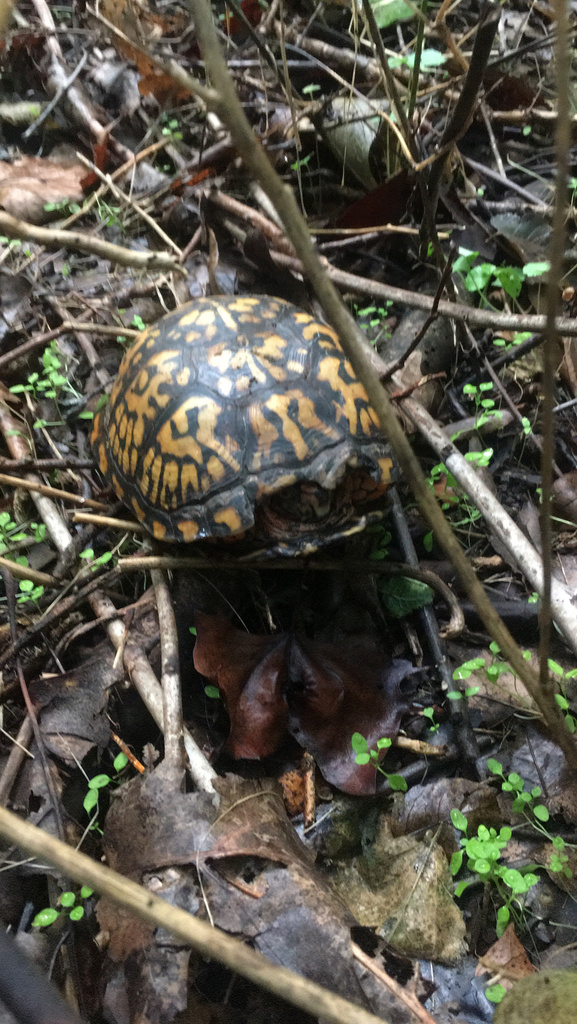 Eastern Box Turtle in September 2020 by split_the_atom · iNaturalist