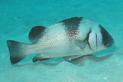 Plectorhinchus gibbosus